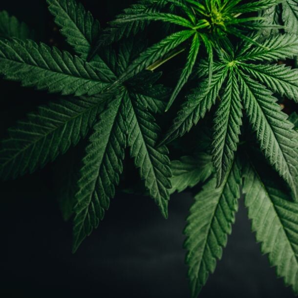 Green marijuana leaves