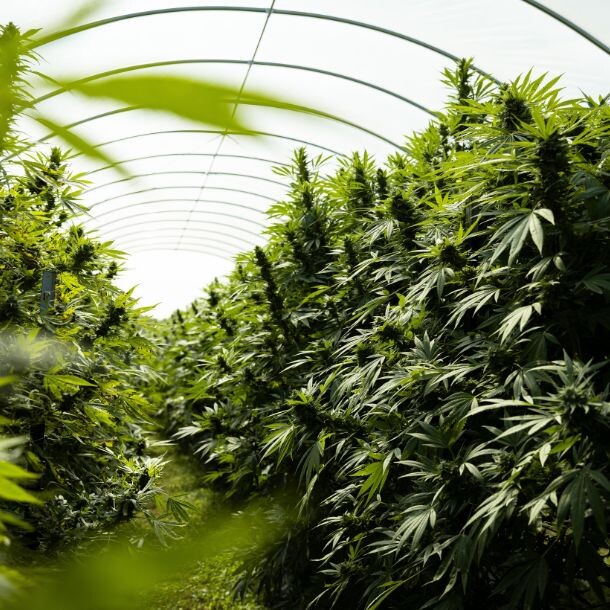 Green cannabis plants in greenhouse