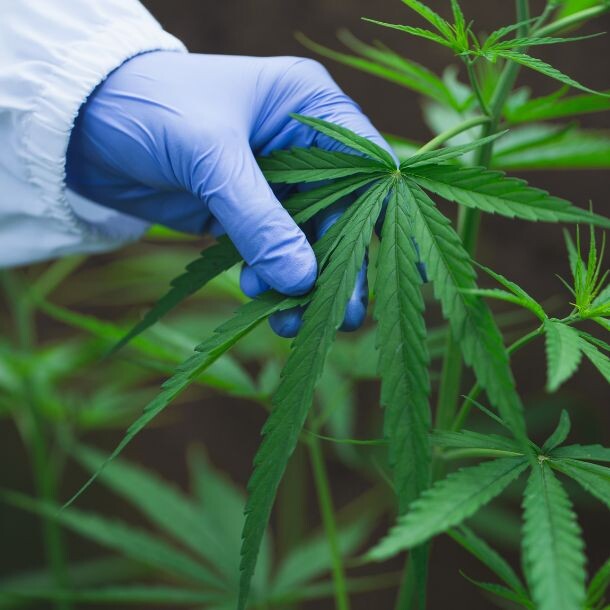 Hand with a blue glove holding marijuana leaves
