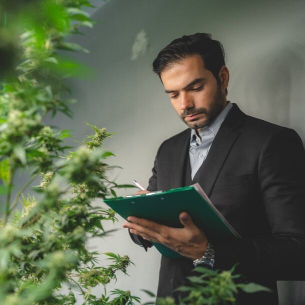 Man in a suit writing in a notebook while observing green marijuana leaves