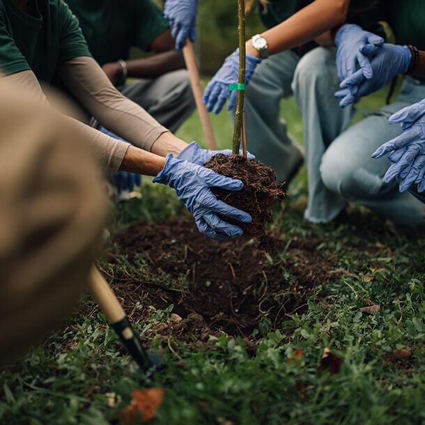 Volunteers planting trees in a park representing environmental stewardship.